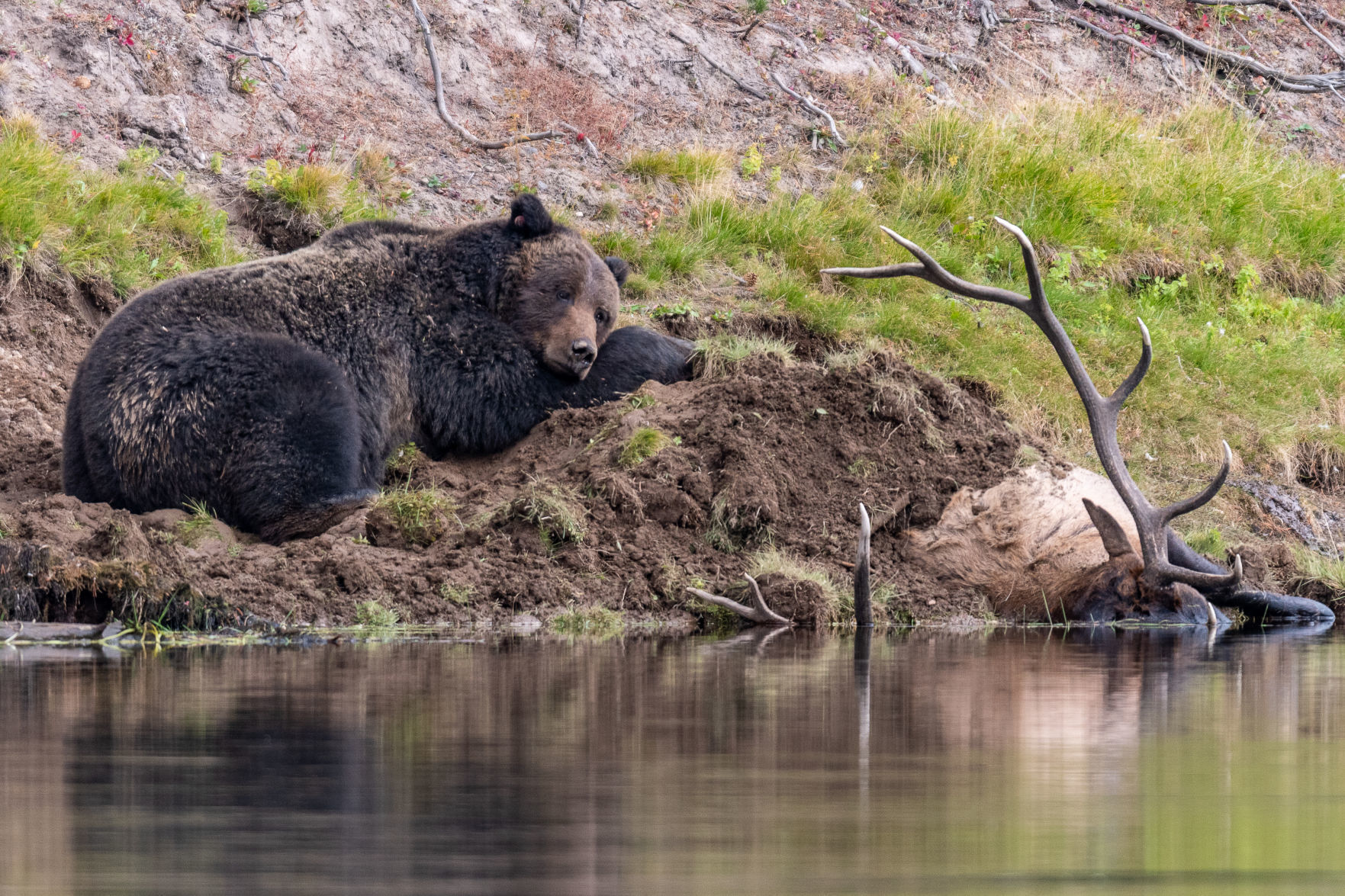 Bear elk kill